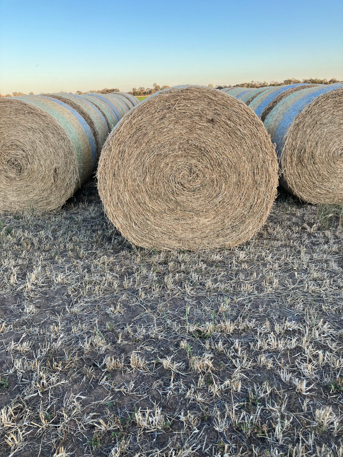 (12956) Lucerne hay