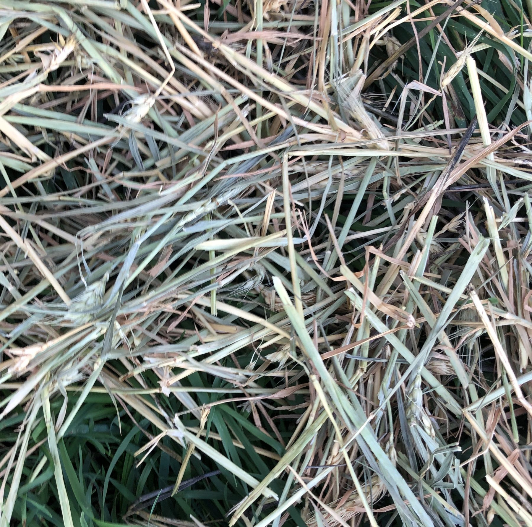 (12957) Wheaten hay - photo 2