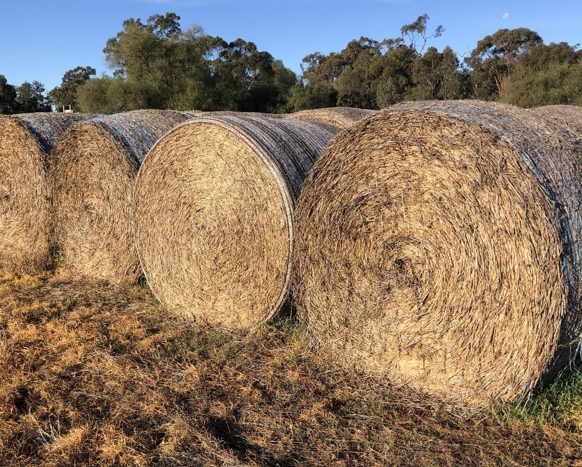 (12957) Wheaten hay