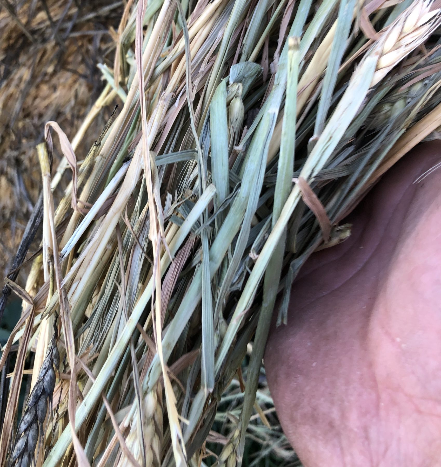(12957) Wheaten hay - photo 3