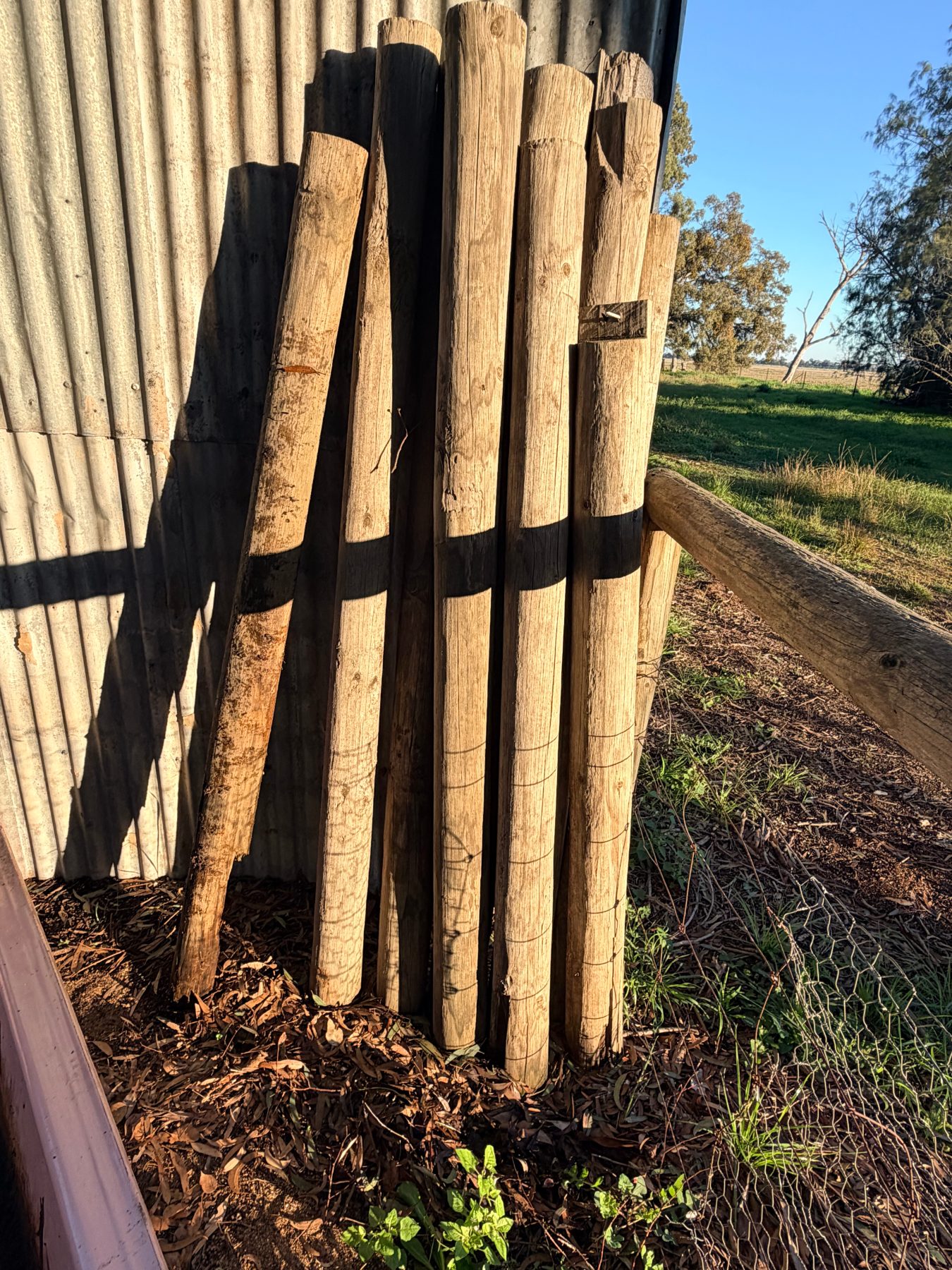 (12939) Assorted pine poles